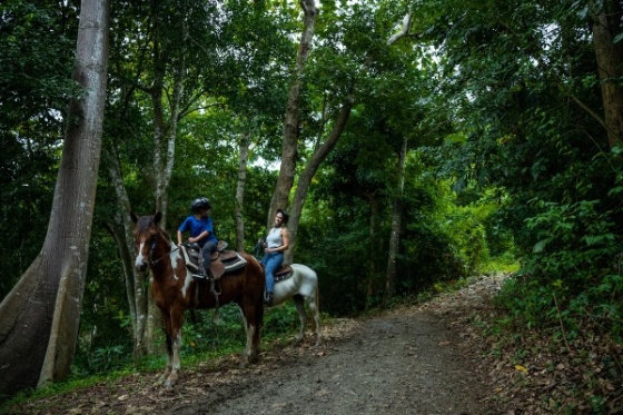 Two people riding horses on a dirt trail in the rainforest at Campo Rico.