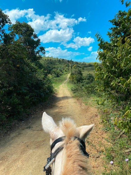A horse walks down a dirt path with trees and a blue sky in the background.