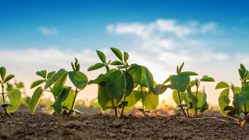 A row of green plants growing in the field with blue sky and clouds in the background.