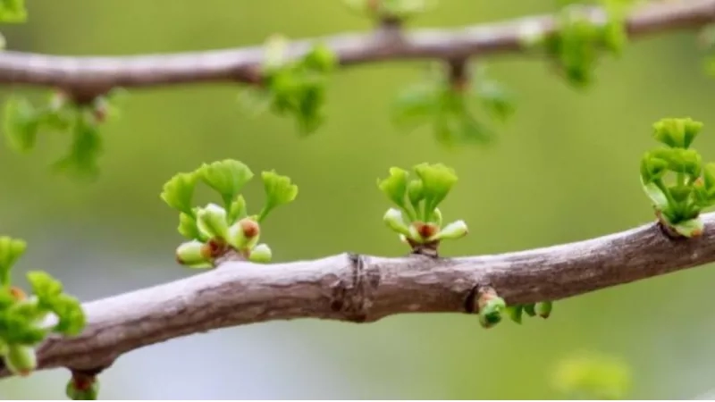 Small green leaves growing on a branch of a tree during spring season in an outdoor environment.
