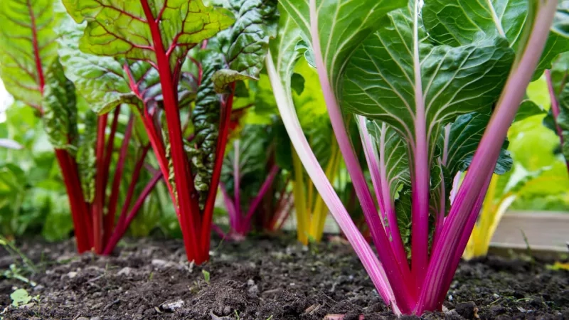 Close up of vibrant plants and vegetables in hotel garden, with rich soil and a natural ambiance.