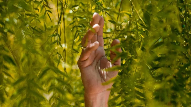 Hand reaching through a weeping willow, touching the leaves with the sun behind it.