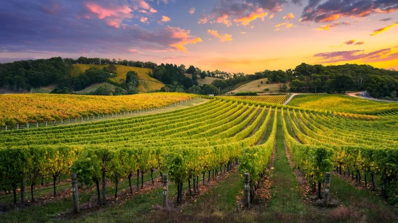 Beautiful winery with vines and sunset, showcasing the picturesque ambiance of the vineyard.