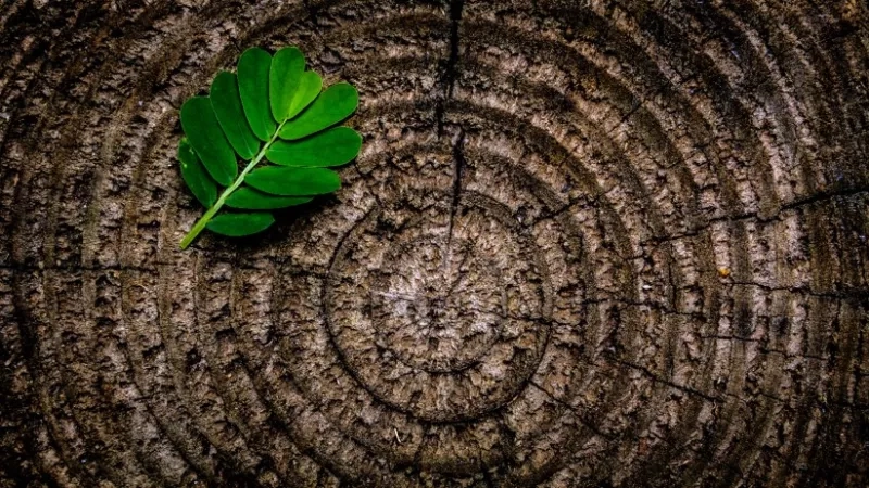 Green leaf on tree stump with brown texture and circular pattern, evoking nature and sustainability.