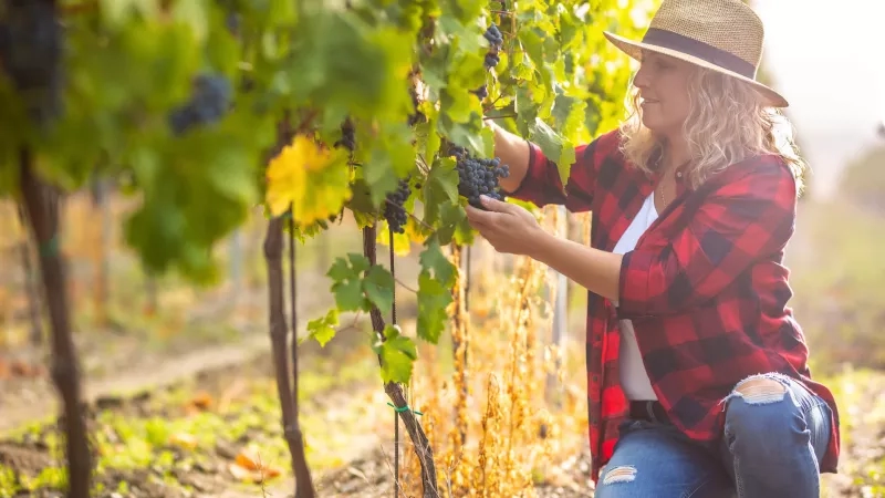 A woman wearing a hat is picking grapes in a vineyard.