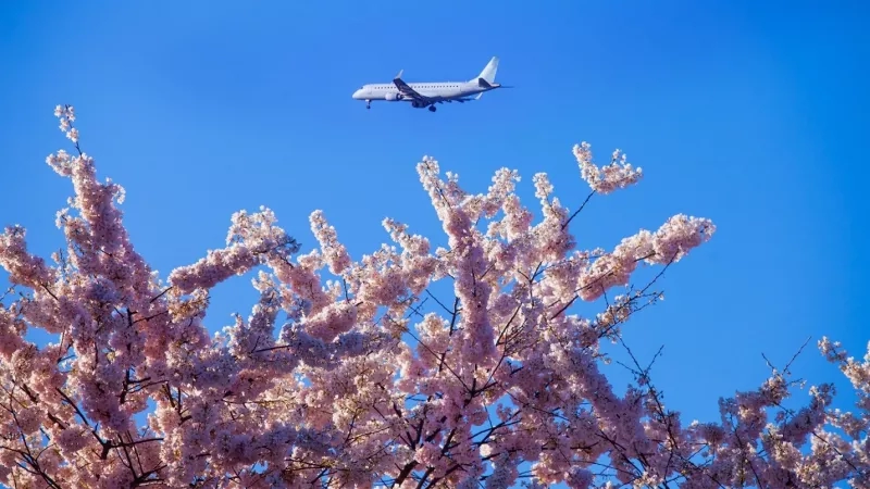 An airplane flying in the sky above a cherry blossom tree in bloom against a blue sky.