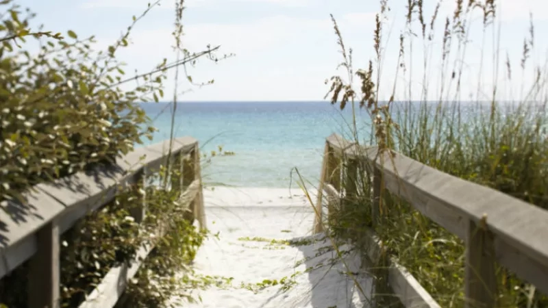 A path to the beach with a wooden walkway and tall grasses on either side.