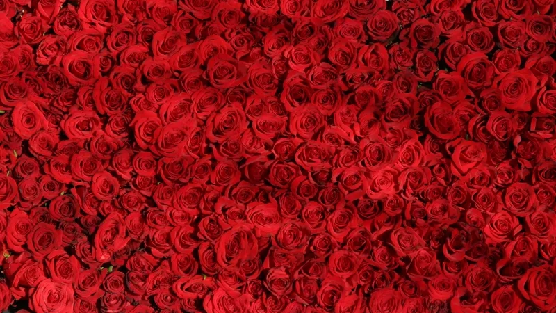 A large arrangement of red roses, symbolizing love and passion, in a romantic setting.