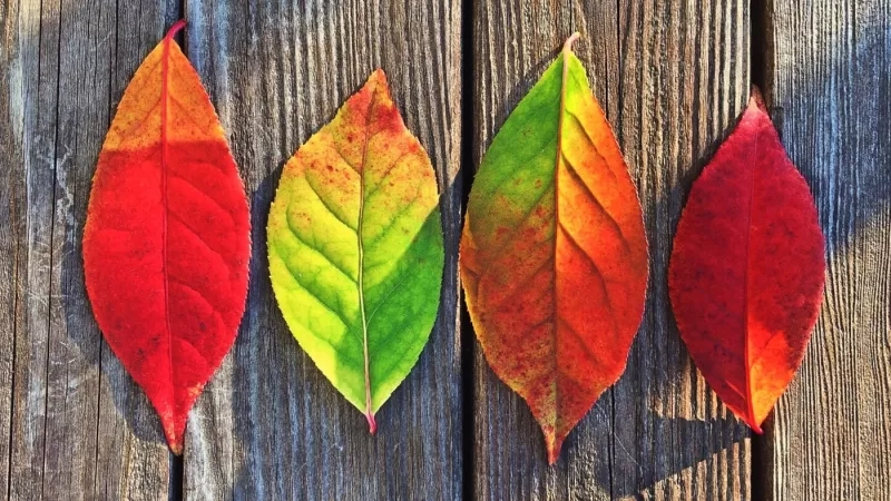 Four fall leaves of various colors are placed on a wooden surface with a few screws on it.