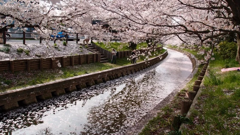 Cherry blossoms bloom over a canal, with people enjoying the serene spring ambiance.